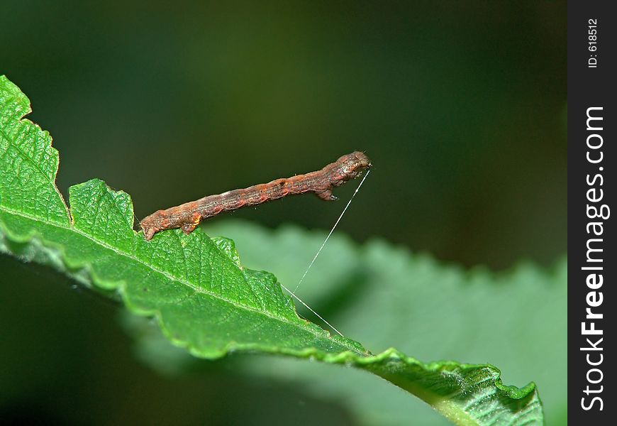 Caterpillar of the butterfly of family Geometridae.