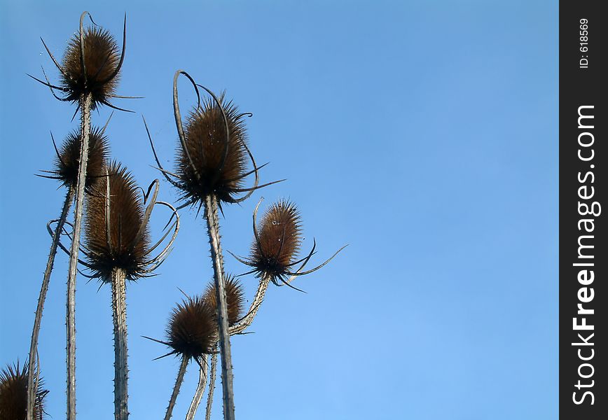 Bur long grass. Bur long grass