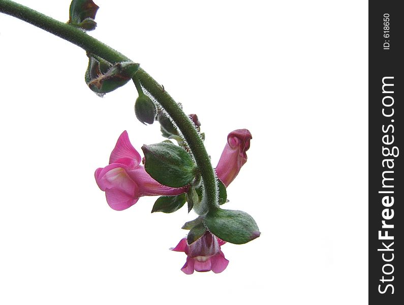 Pink flower macro. Isolated