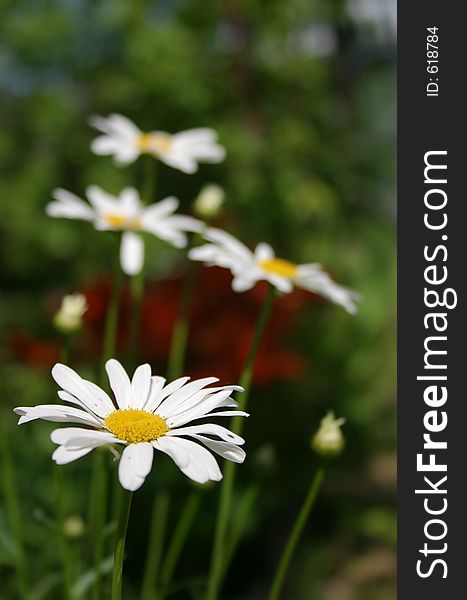 White daisy flowers on the green background (camomile). White daisy flowers on the green background (camomile)