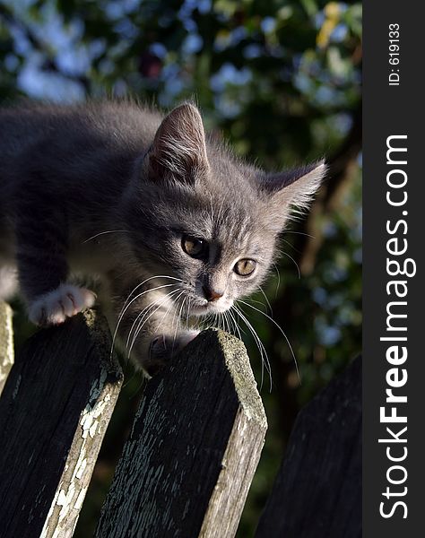 The kitten goes on a fence. The kitten goes on a fence