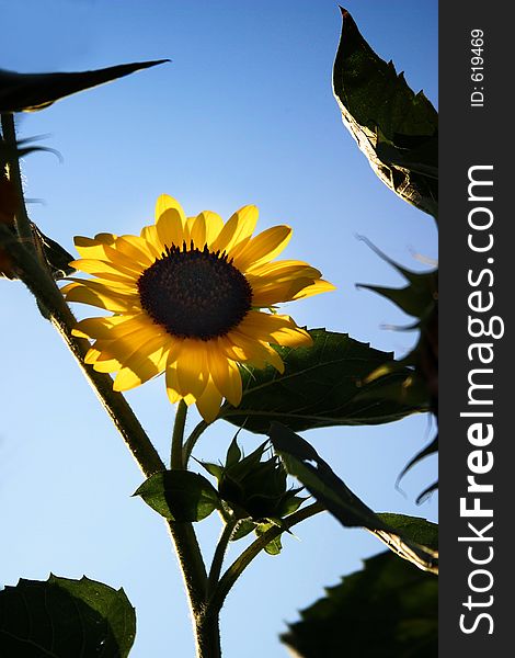 Sunflower on a background of the dark blue sky