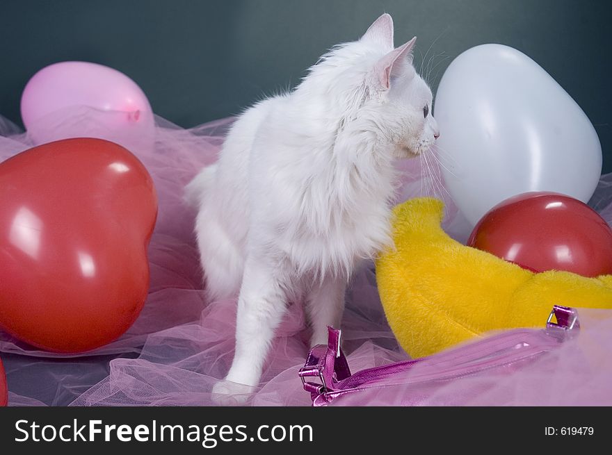 White cat among pink veils and colored ballons. White cat among pink veils and colored ballons