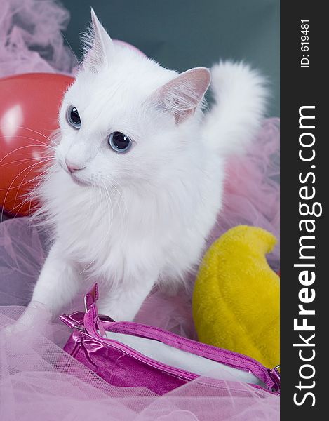 Pretty white cat amongst colored veils and ballons. Pretty white cat amongst colored veils and ballons