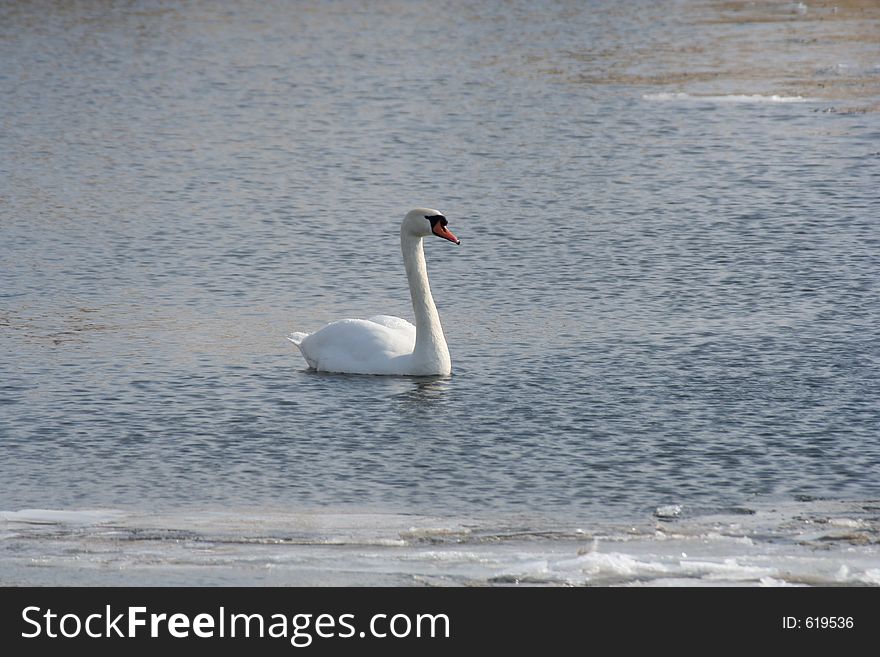 A swan in water