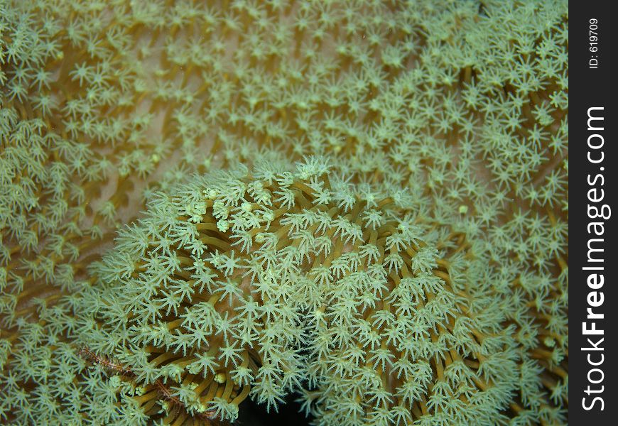 Soft Coral on the Great Barrier Reef, Australia. Soft Coral on the Great Barrier Reef, Australia