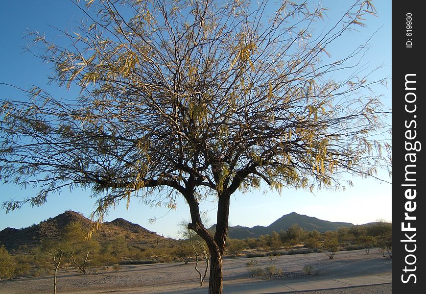 Tree in the desert. Tree in the desert