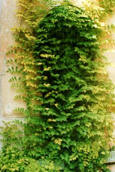 Ivy-covered Archy Door Stock Image Ivy-covered Archy Door Stock Image