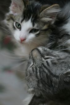 Kitten And Grey Cat Royalty Free Stock Photography