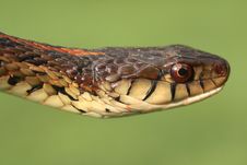 Garter Snake Royalty Free Stock Photos Garter Snake Royalty Free Stock Photos
