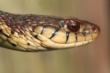 Garter Snake Stock Image Garter Snake Stock Image