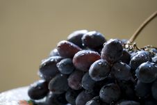 Vine Royalty Free Stock Photography Vine Royalty Free Stock Photography