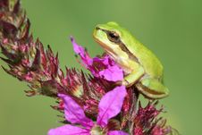 Little Tree-frog Stock Photography Little Tree-frog Stock Photography