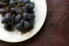 Vine - 3 Stock Photography Vine - 3 Stock Photography