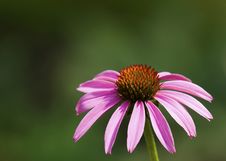 Echinacea Stock Image Echinacea Stock Image