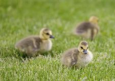 Baby Geese Royalty Free Stock Image