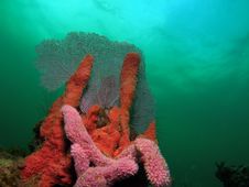 Common Sea Fan And Red Sponge Royalty Free Stock Photos Common Sea Fan And Red Sponge Royalty Free Stock Photos