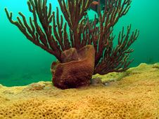 Barrel Sponge And Spiny Sea Rod Royalty Free Stock Images Barrel Sponge And Spiny Sea Rod Royalty Free Stock Images