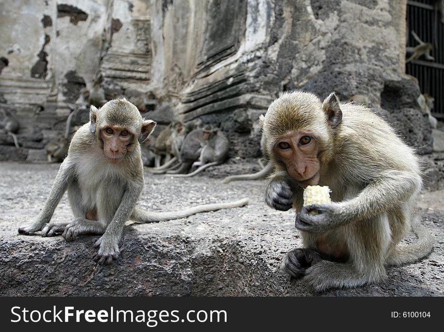 Monkey friends in a park at Asia