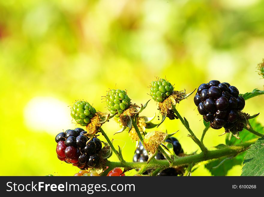 Ripening blackberries in a garden