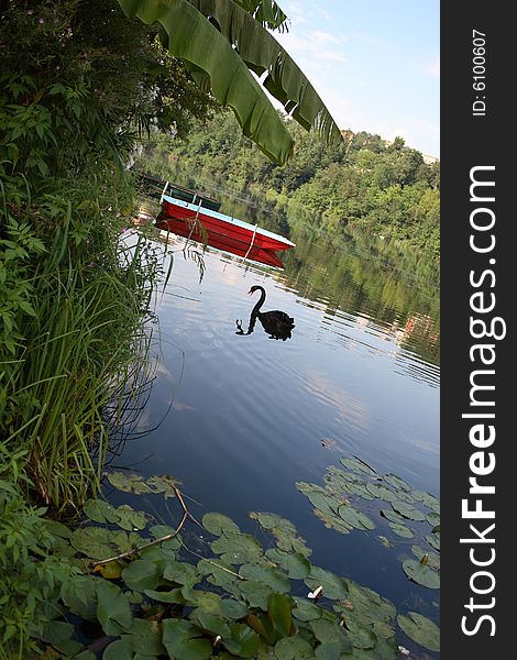 River with boats and a black swan. River with boats and a black swan