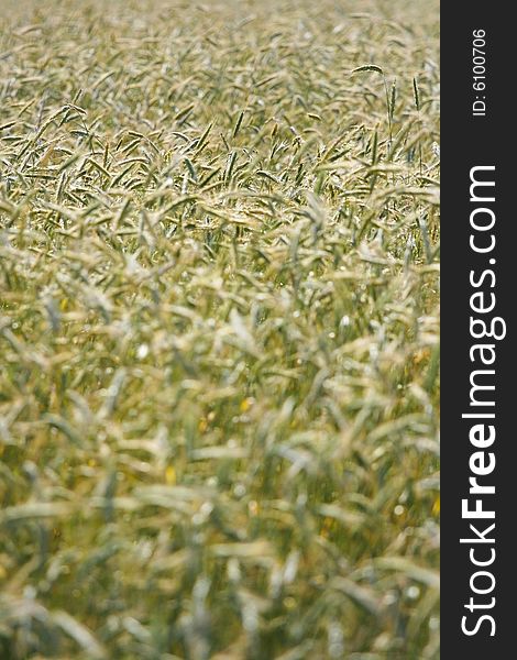 Close up of a field of wheat stalks. Close up of a field of wheat stalks.