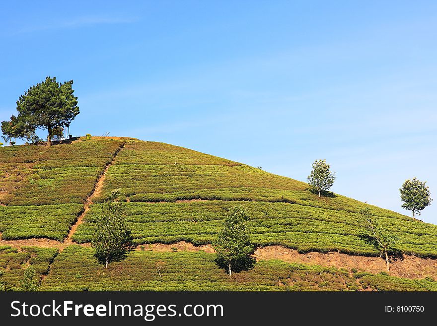 Picture of several tree on a hill. Picture of several tree on a hill