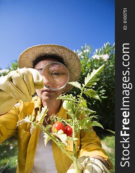 Senior Italian woman looking at tomato plant with magnifying glass. Senior Italian woman looking at tomato plant with magnifying glass