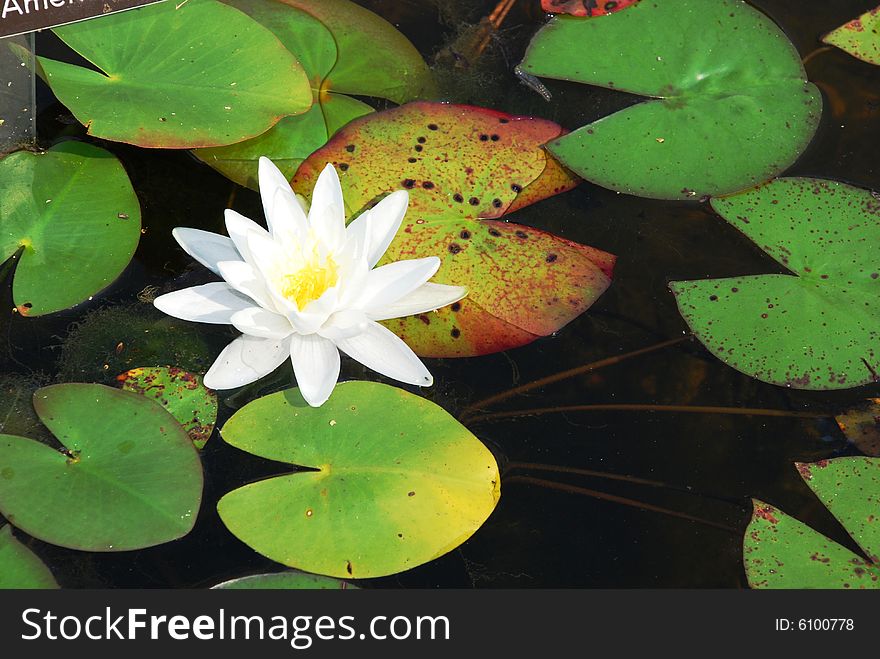 American White Water- Lily