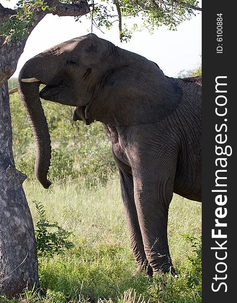 An elephant charging the tree for fruit