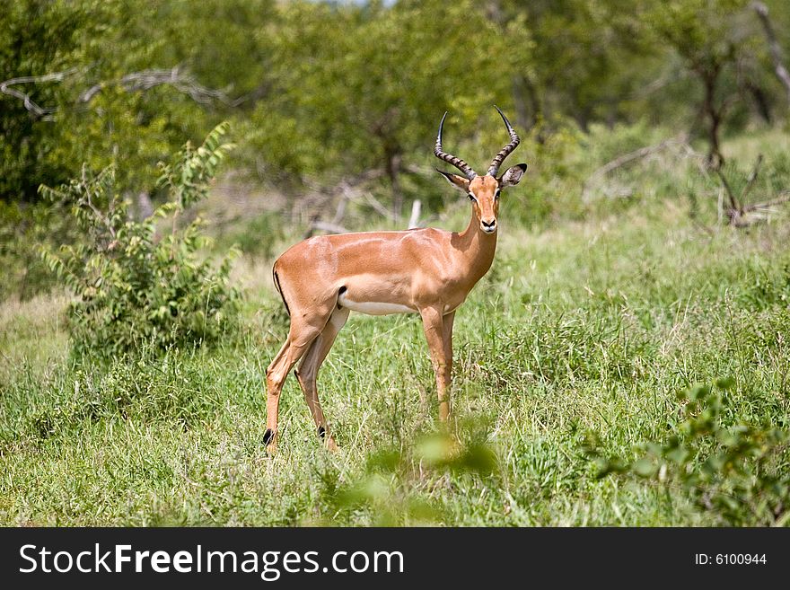 An antelope on the guard in the kruger park in south africa
