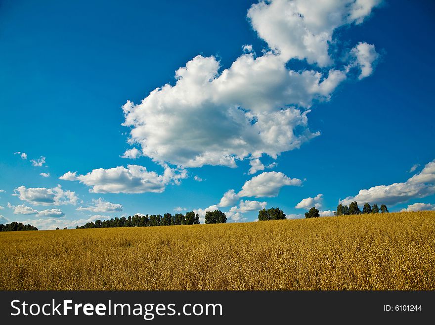 An image of yellow field under blue sky with clouds. An image of yellow field under blue sky with clouds