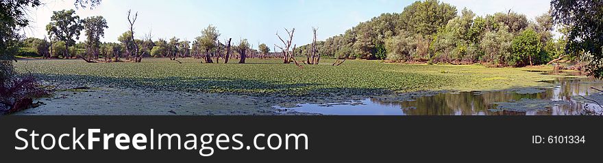 Old swamp panorama with dear trees. Old swamp panorama with dear trees.