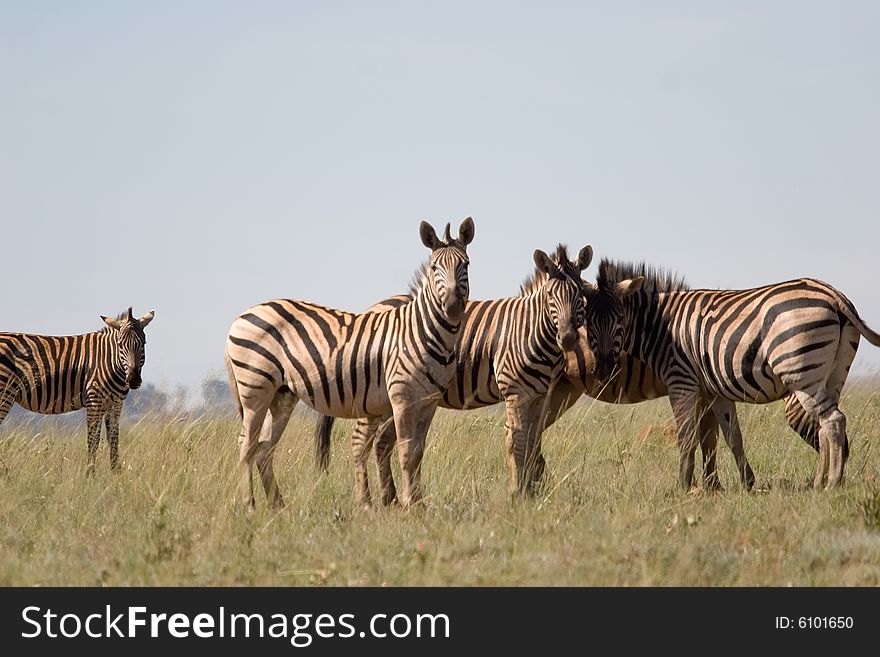 A a group of zebra on the plain of kruger park in south africa. A a group of zebra on the plain of kruger park in south africa