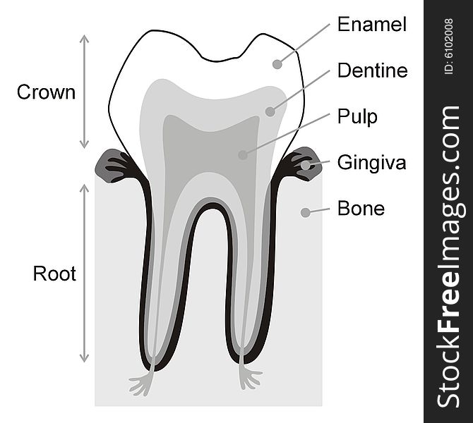 Art illustration: teeth structure with words in english