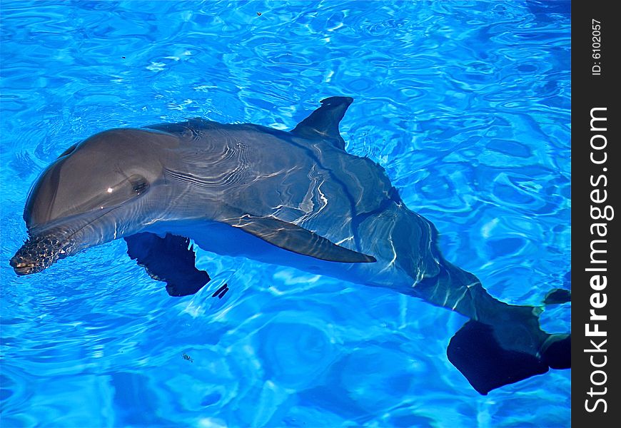 dolphin bathing in a pool. dolphin bathing in a pool