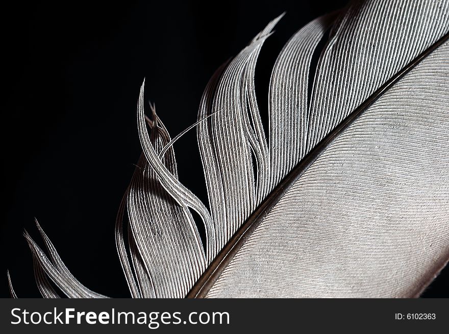 Single feather with black background