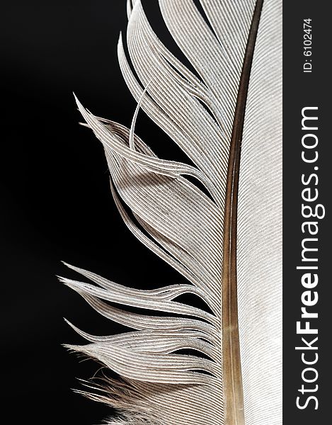 Single feather with black background