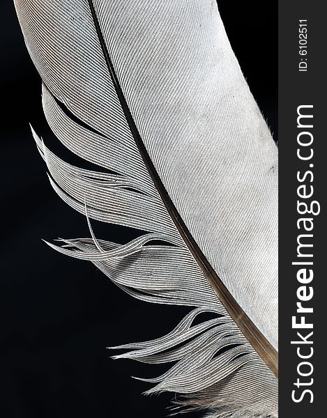 Single feather with black background