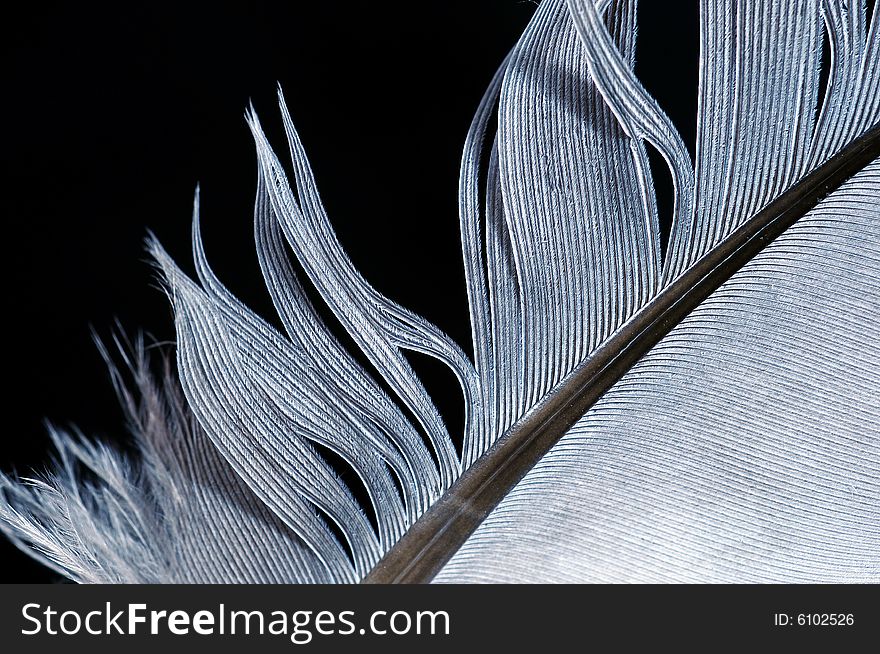 Single feather with black background