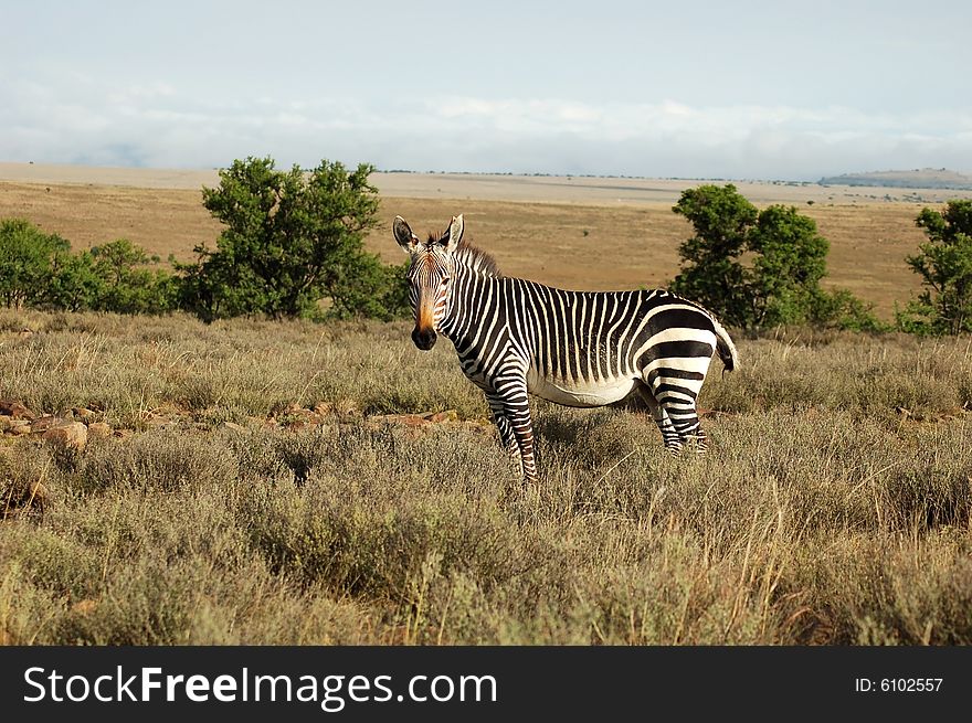 This is the Cape Mountain Zebra, one of the most endangered mammals in the world, wild and in its natural habitiat in South Africa. This is the Cape Mountain Zebra, one of the most endangered mammals in the world, wild and in its natural habitiat in South Africa.