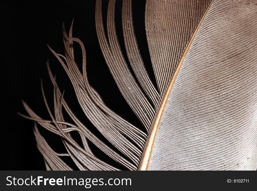 Single feather with black background