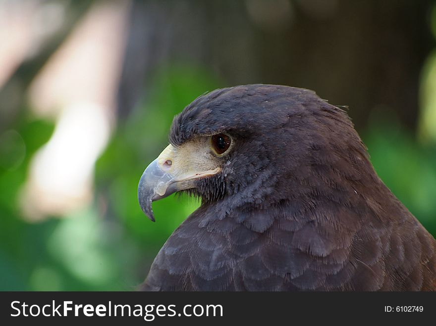 Close up of falcon face