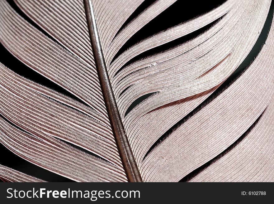 Single feather with black background