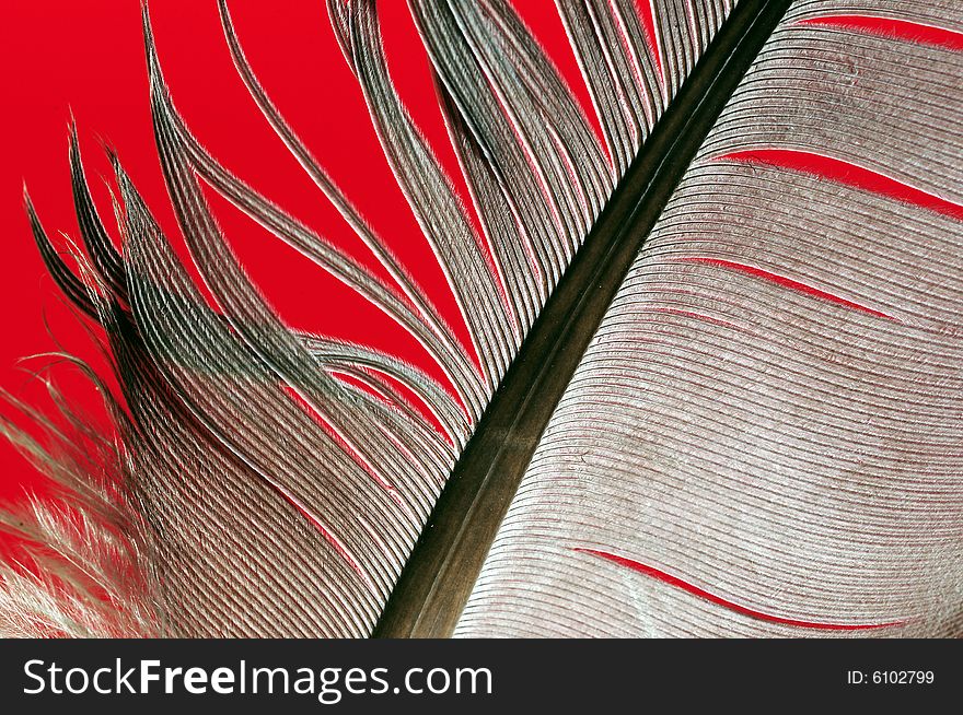 Single feather with red background