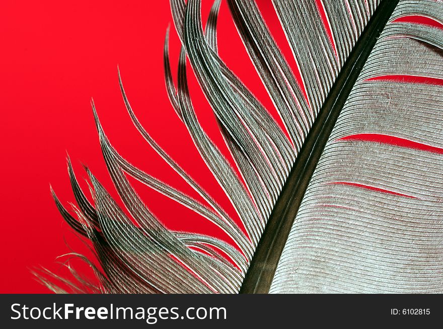 Single feather with red background