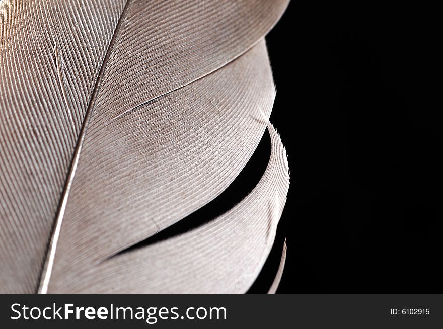 Single feather with black background