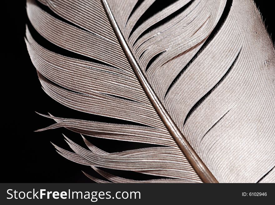 Single feather with black background