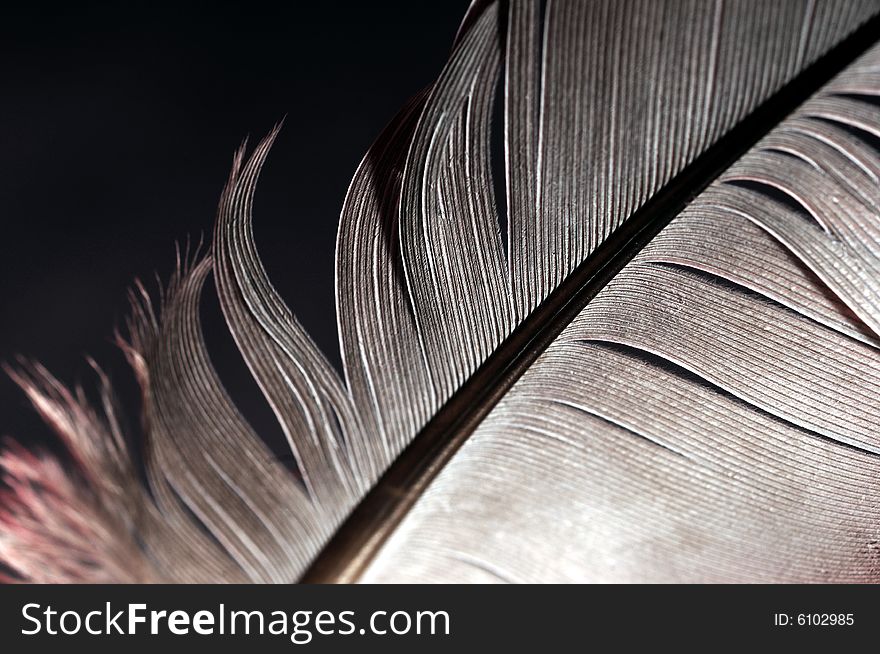 Single feather with black background