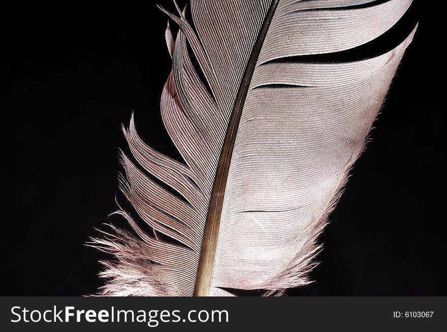 Single feather with black background